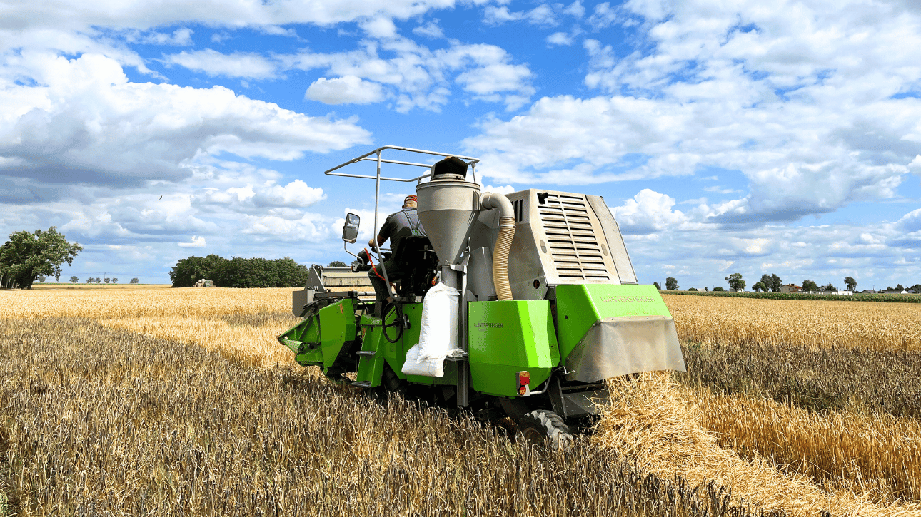 Zbiór ziarna jęczmienia